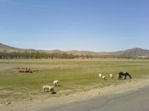 kamele, schafe und ein pferd