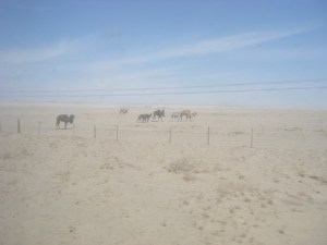 wüste gobi (mit kamelen)